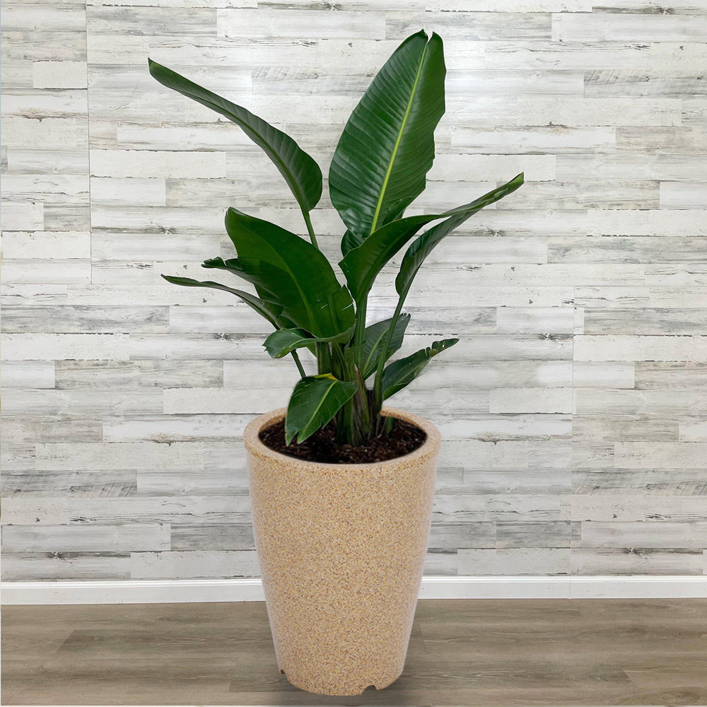 Stella Polymer planters