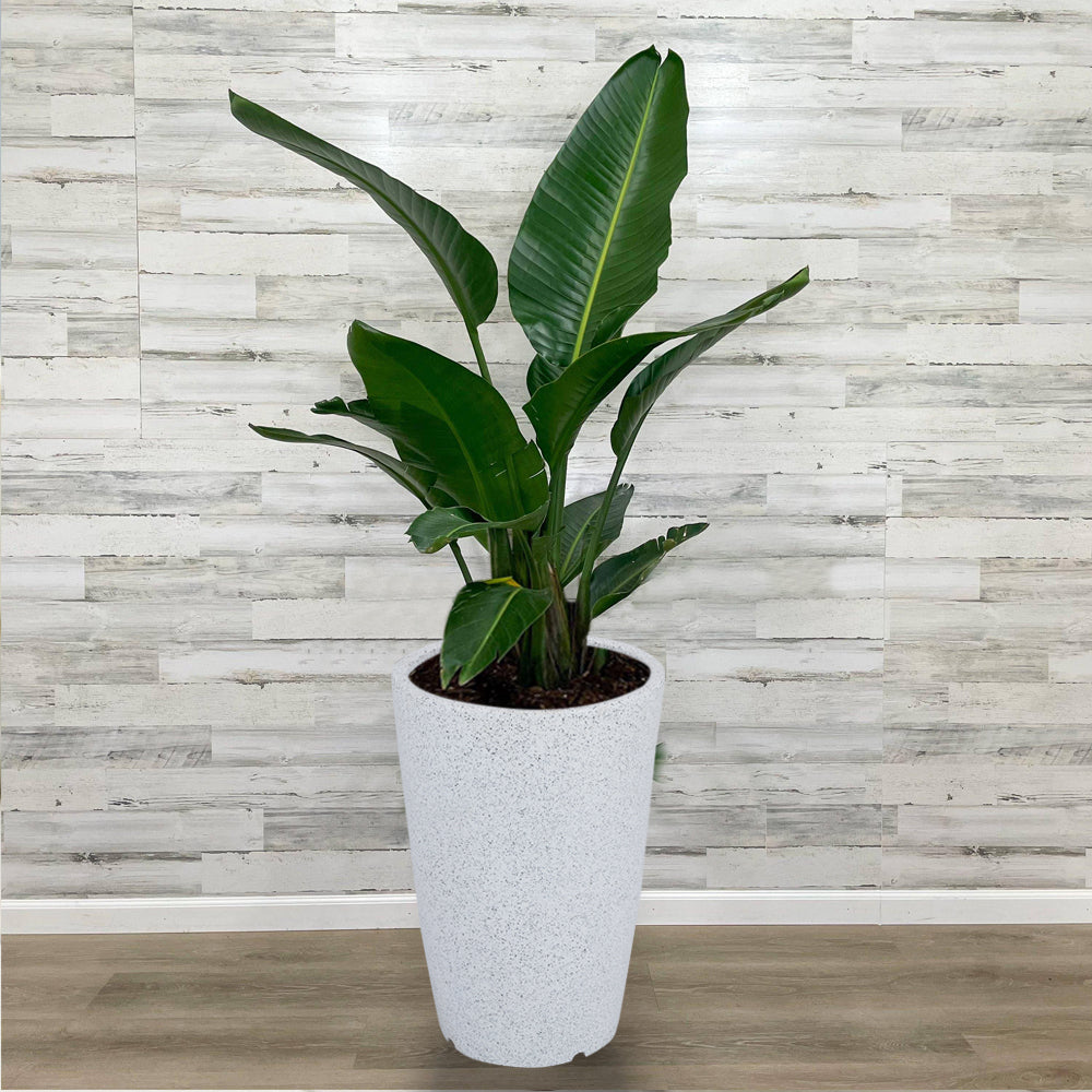 Stella Polymer planters