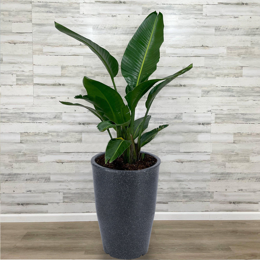 Stella Polymer planters