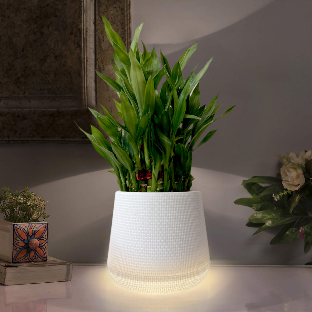Planter Pot With Warm White Light 6 Inch