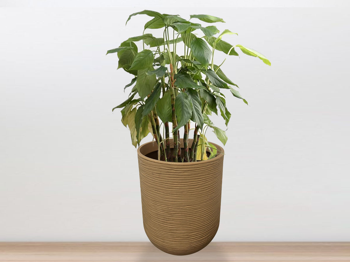 Roto Planter - Cylindrical shape - PMIR -01