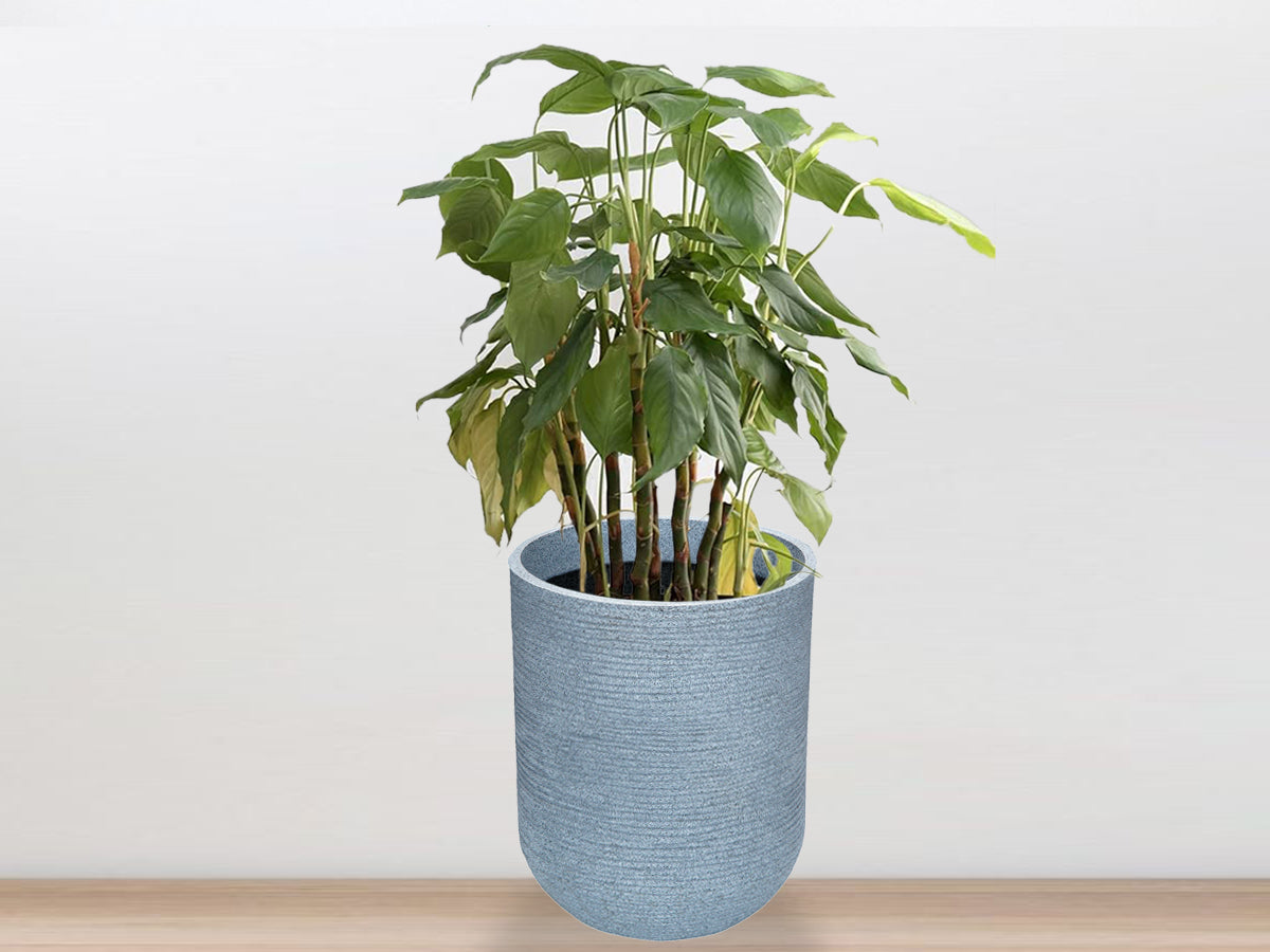 Roto Planter - Cylindrical shape - PMIR -01