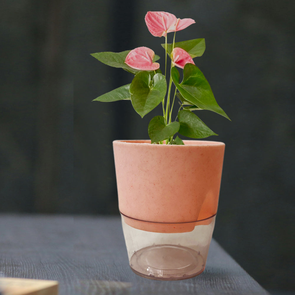 Self Watering Planter Pot