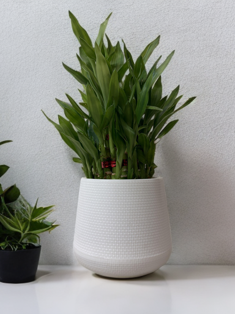 Planter Pot Without Light 6 Inch