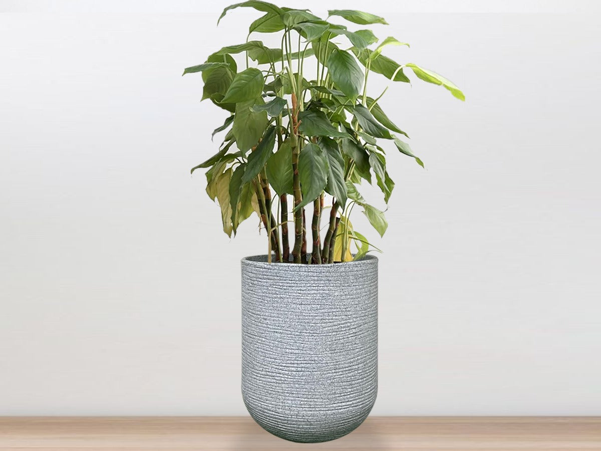 Roto Planter - Cylindrical shape - PMIR -01
