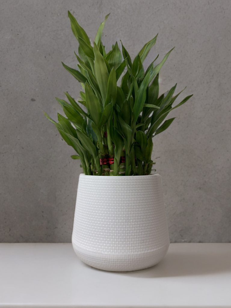 Planter Pot Without Light 6 Inch