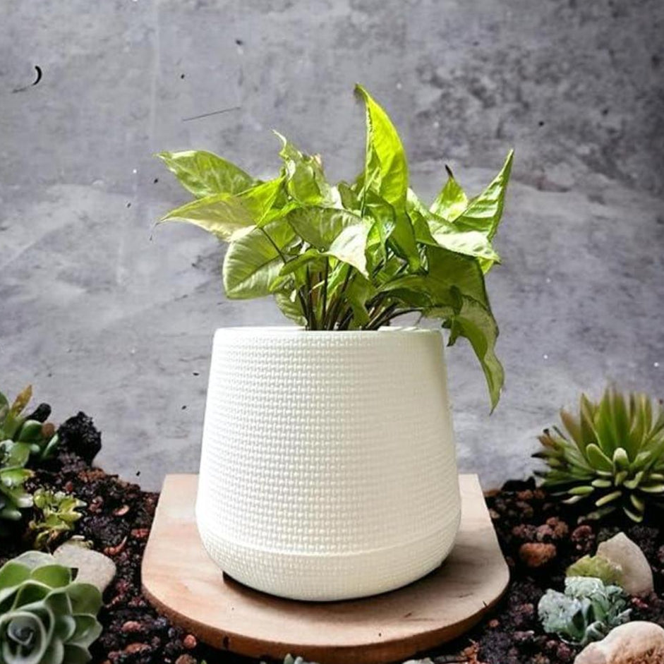 Planter Pot Without Light 6 Inch
